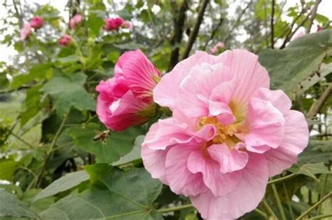 芙蓉草種植|芙蓉要怎麼種